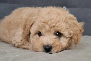 maltipoo babák eladók  máltai selyem  - toy uszkár - kép 6