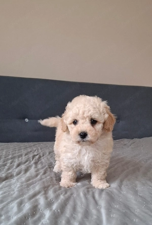 maltipoo babák eladók  máltai selyem  - toy uszkár - kép 10