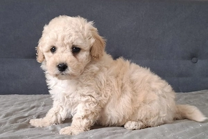 maltipoo babák eladók  máltai selyem  - toy uszkár - kép 9