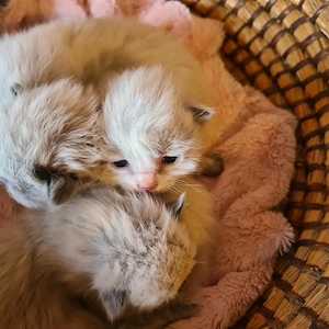 Törzskönyvezett szülőktől Ragdoll babyk foglalhatók! - kép 2
