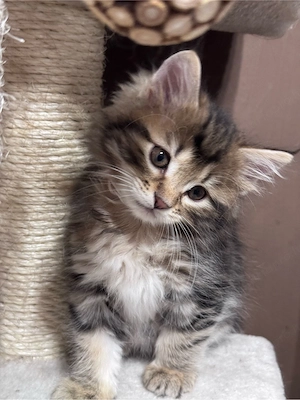 Kuriliai bobtail macska eladó 