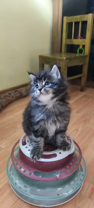 Maine Coon fajtajellegű kiscicák - kép 3