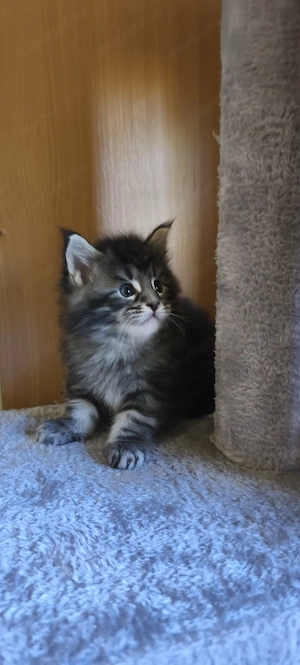 Maine Coon fajtajellegű kiscicák - kép 5