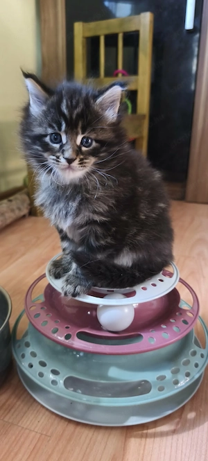 Maine Coon fajtajellegű kiscicák - kép 4
