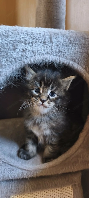 Maine Coon fajtajellegű kiscicák - kép 2