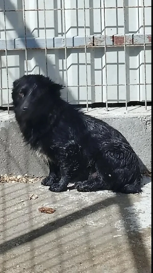 A jászladányi gyepmesteri telep gazdakeresői sos - kép 6