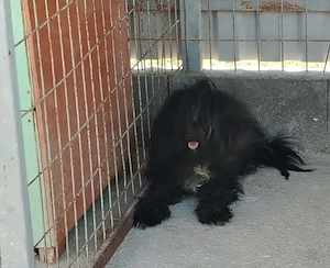 A jászladányi gyepmesteri telep gazdakeresői sos - kép 8