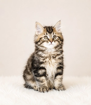 Kuriliai bobtail macska eladó 