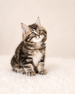 Kuriliai bobtail macska eladó 