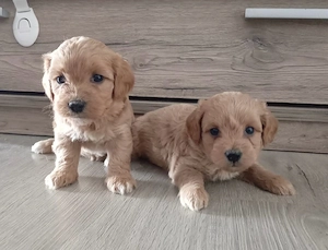 Maltipoo kiskutyák