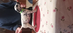 Dalmata törzskönyvezett kiskutyák szerető gazdát keresnek - kép 5