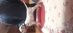 Dalmata törzskönyvezett kiskutyák szerető gazdát keresnek - kép 6