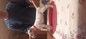 Dalmata törzskönyvezett kiskutyák szerető gazdát keresnek - kép 7