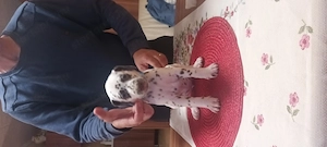 Dalmata törzskönyvezett kiskutyák szerető gazdát keresnek - kép 8