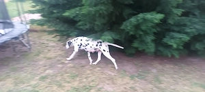 Dalmata törzskönyvezett kiskutyák szerető gazdát keresnek - kép 10