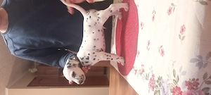 Dalmata törzskönyvezett kiskutyák szerető gazdát keresnek - kép 9