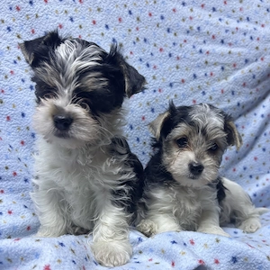 Biewer yorki mini kisfiú