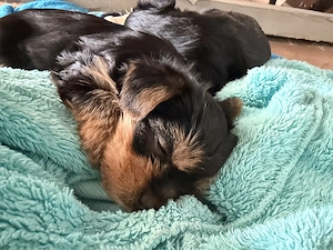 Yorkshire terrier kiskutyák  eladók .