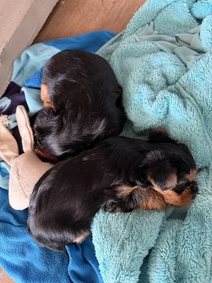 Yorkshire terrier kiskutyák  eladók . - kép 2
