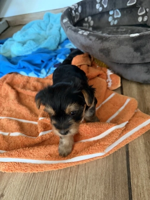 Yorkshire terrier kiskutyák  eladók . - kép 3