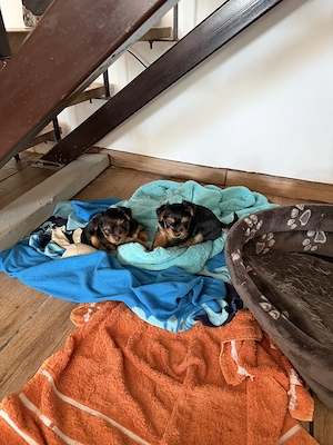 Yorkshire terrier kiskutyák  eladók . - kép 4