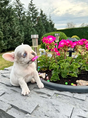 Francia bulldog kiskutyák. - kép 4
