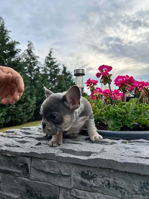 Francia bulldog kiskutyák.