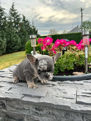 Francia bulldog kiskutyák. - kép 2