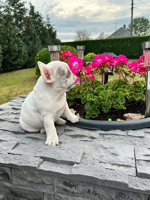 Francia bulldog kiskutyák. - kép 3