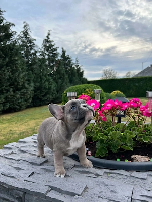 Francia bulldog kiskutyák. - kép 5