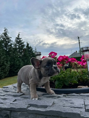 Francia bulldog kiskutyák. - kép 6