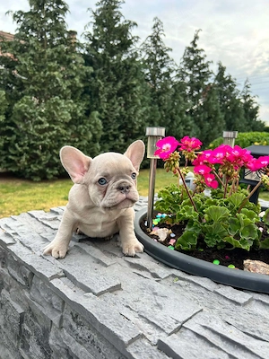 Francia bulldog kiskutyák. - kép 8