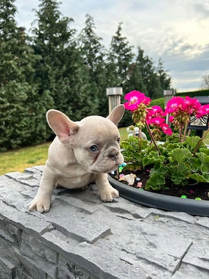 Francia bulldog kiskutyák. - kép 7
