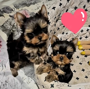 Mini méretű yorkshrie terrier kölykök 