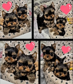 Mini méretű yorkshrie terrier kölykök  - kép 3