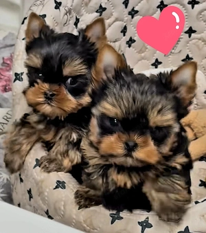 Mini méretű yorkshrie terrier kölykök  - kép 2