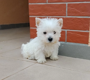 Westie 8 hetes kan kiskutya gazdit keres 