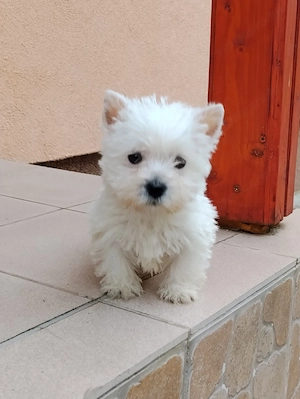 Westie 8 hetes kan kiskutya gazdit keres  - kép 2
