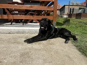 Cane Corso jellegű kölyök kutyus  - kép 4