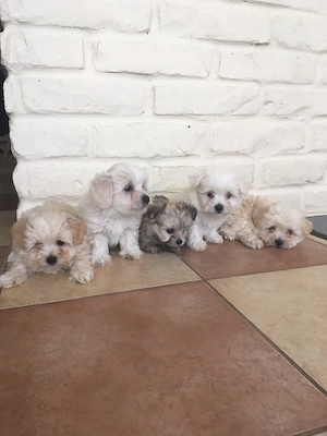 Bichon havanese kiskutyák - kép 3
