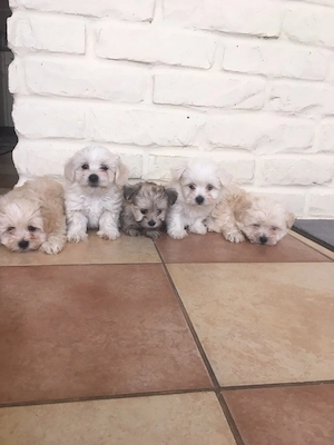 Bichon havanese kiskutyák - kép 4