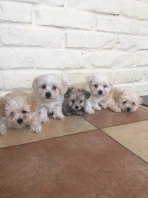 Bichon havanese kiskutyák - kép 2