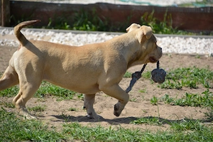 American bully  kiskutyák  - kép 4