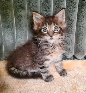 Törzskönyvezett szülőktől Maine Coon babyk foglalhatók! - kép 2