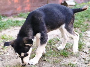 Eladó Husky szuka kiskutya - kép 4