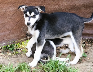Eladó Husky szuka kiskutya - kép 3
