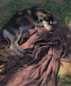Eladó Husky szuka kiskutya - kép 5