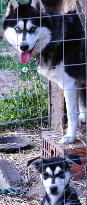 Eladó Husky szuka kiskutya - kép 2