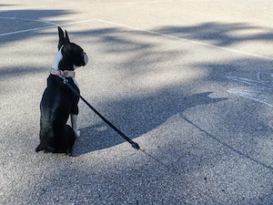 Eladó Boston terrier 