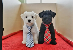 Közép méretű Schnauzer kiskutyák eladók több színben